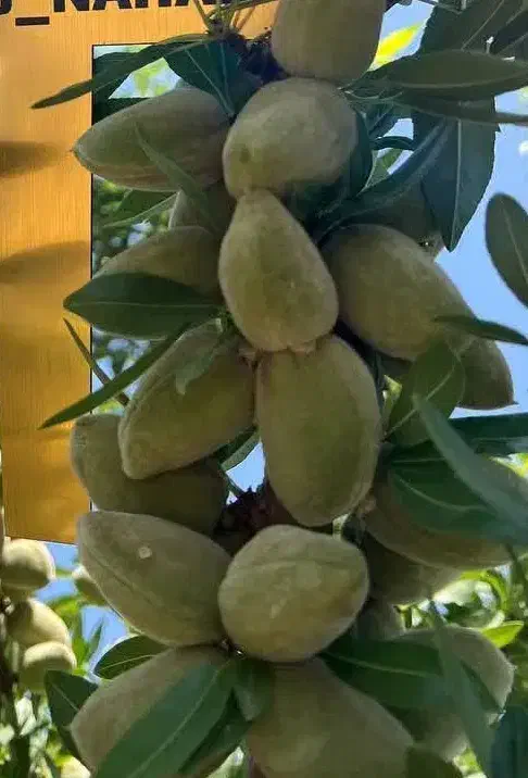 توزیع نهال بادام آذر یکساله به قیمت 50 هزار تومان|خدمات باغبانی و درختکاری|بردسکن, |دیوار