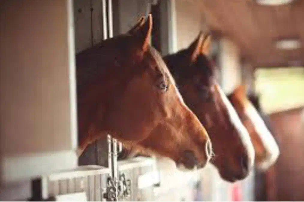 اسب مزایده|اسب و تجهیزات اسب‌سواری|احمدآبادمستوفی, |دیوار