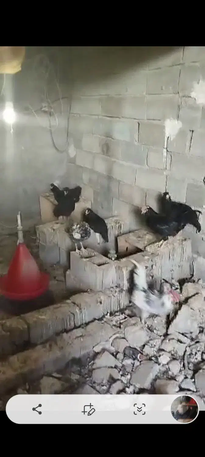 سی تا مرغ و خروس سلطان و گلی|حیوانات مزرعه|شیراز, کرونی(خاتونک)|دیوار