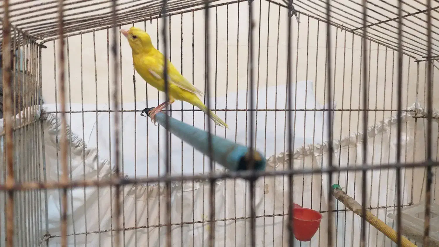 فروش قناری|پرنده|شیراز, سیاه سنگ|دیوار