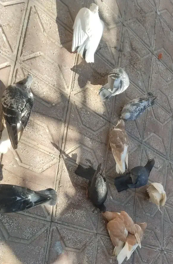 12 کفتر (توافقی)|پرنده|تربت‌حیدریه, کلاته توکلی|دیوار