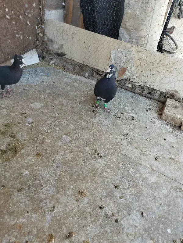 لوازم تحریر  مداد خودکار  دفتر طرح کفتر|لوازم التحریر|رفسنجان, |دیوار