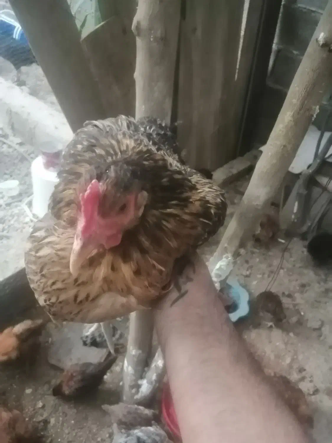 9عدد مرغ با 2عدد خروس|حیوانات مزرعه|شیراز, کرونی(خاتونک)|دیوار