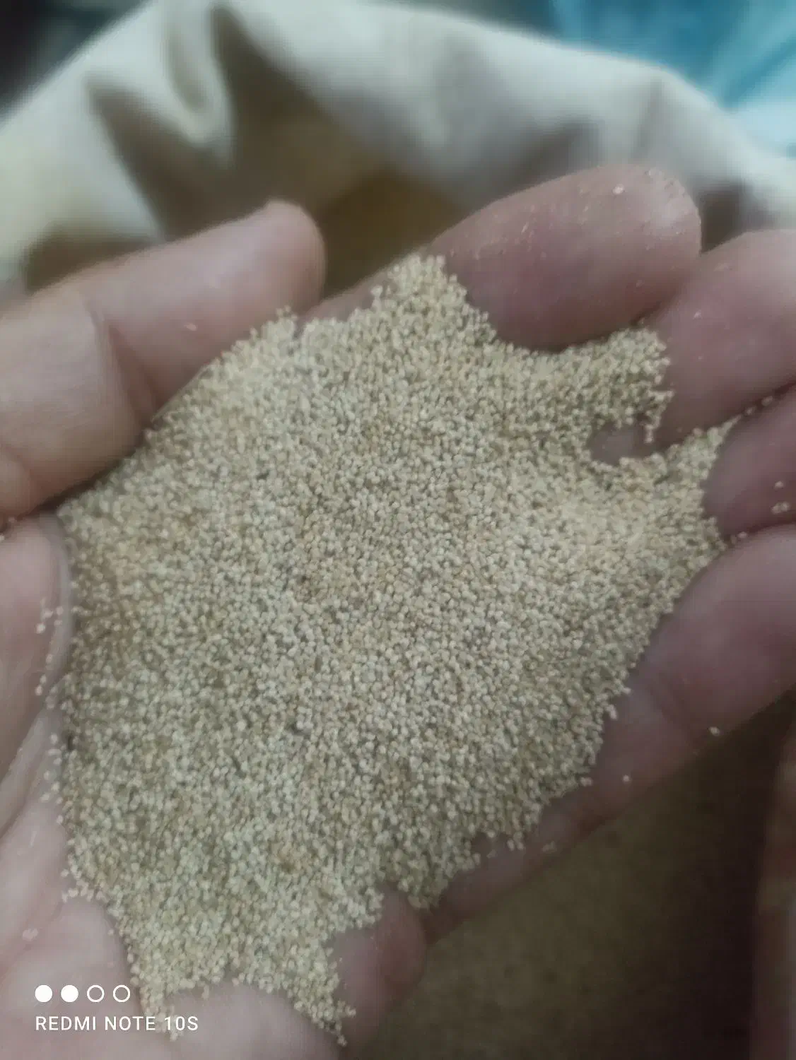 بذر گوجه ای سفید|گل و گیاه طبیعی|کوهدشت, |دیوار