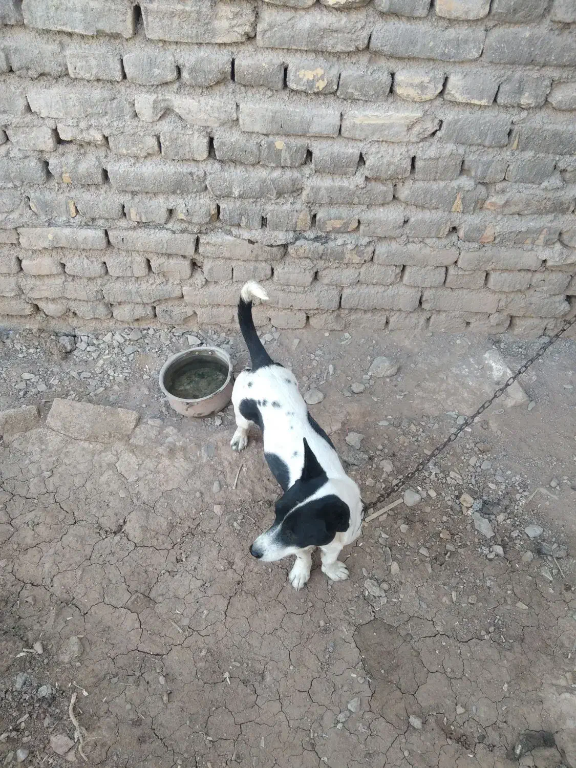 سگ پاپی ماده،قیمت600|سگ|تربت‌حیدریه, ترمینال|دیوار