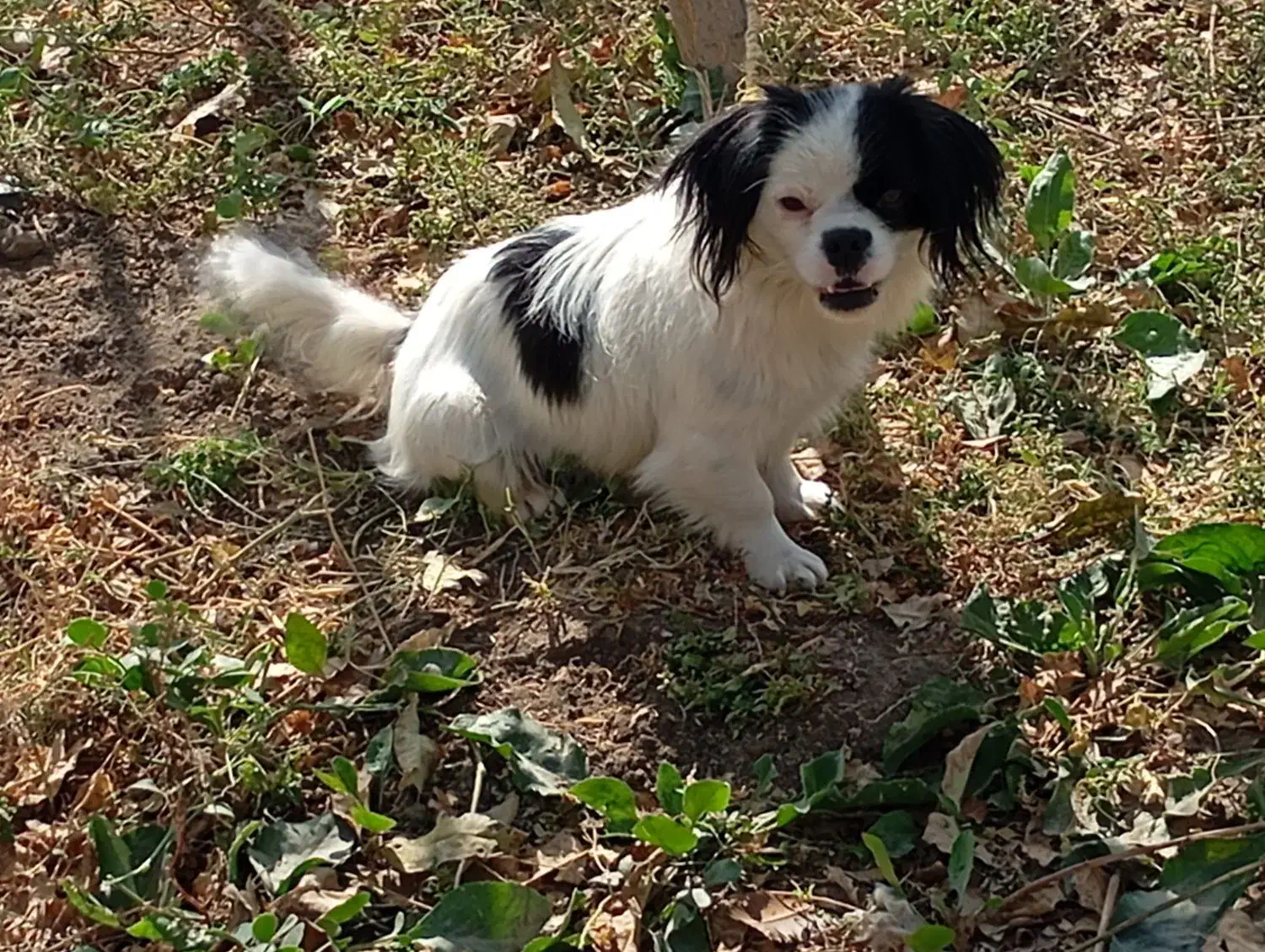 سگ بفروش میرسد|سگ|ماکو, |دیوار