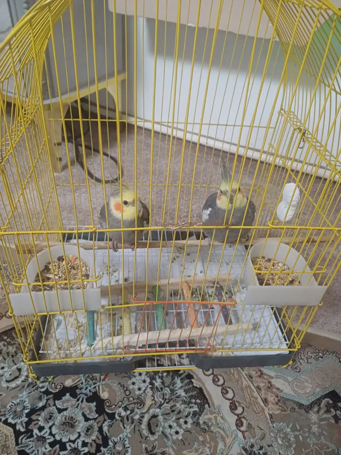 عروس هلندی|پرنده|ماکو, |دیوار