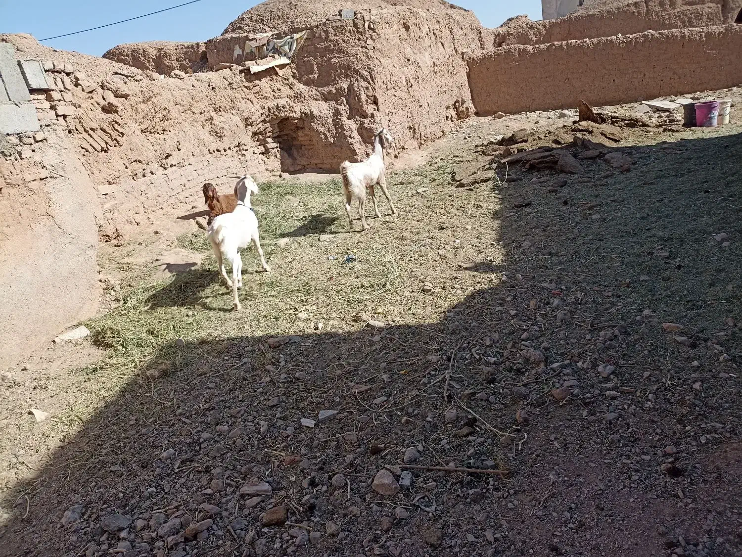 کولار سانن|حیوانات مزرعه|قائن, |دیوار