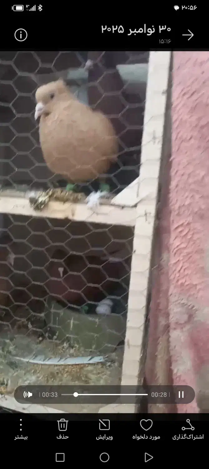 چند جفت دمب شفید قلدر جفت گاه وطوقی معا وضه دارم|پرنده|مشهد, کشف|دیوار