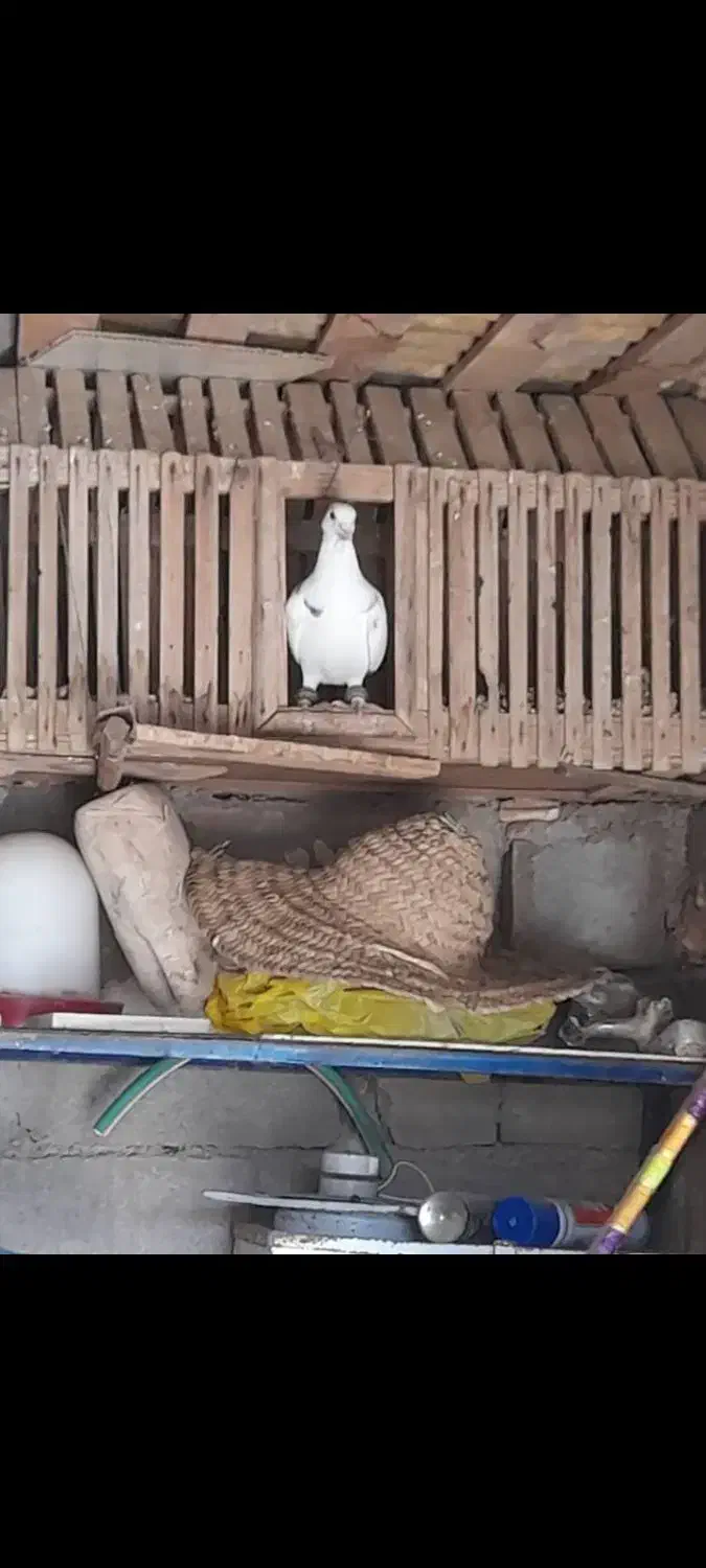 قفس چوپی با عشق|لوازم جانبی حیوانات|تربت جام, شیخ احمد جامی|دیوار