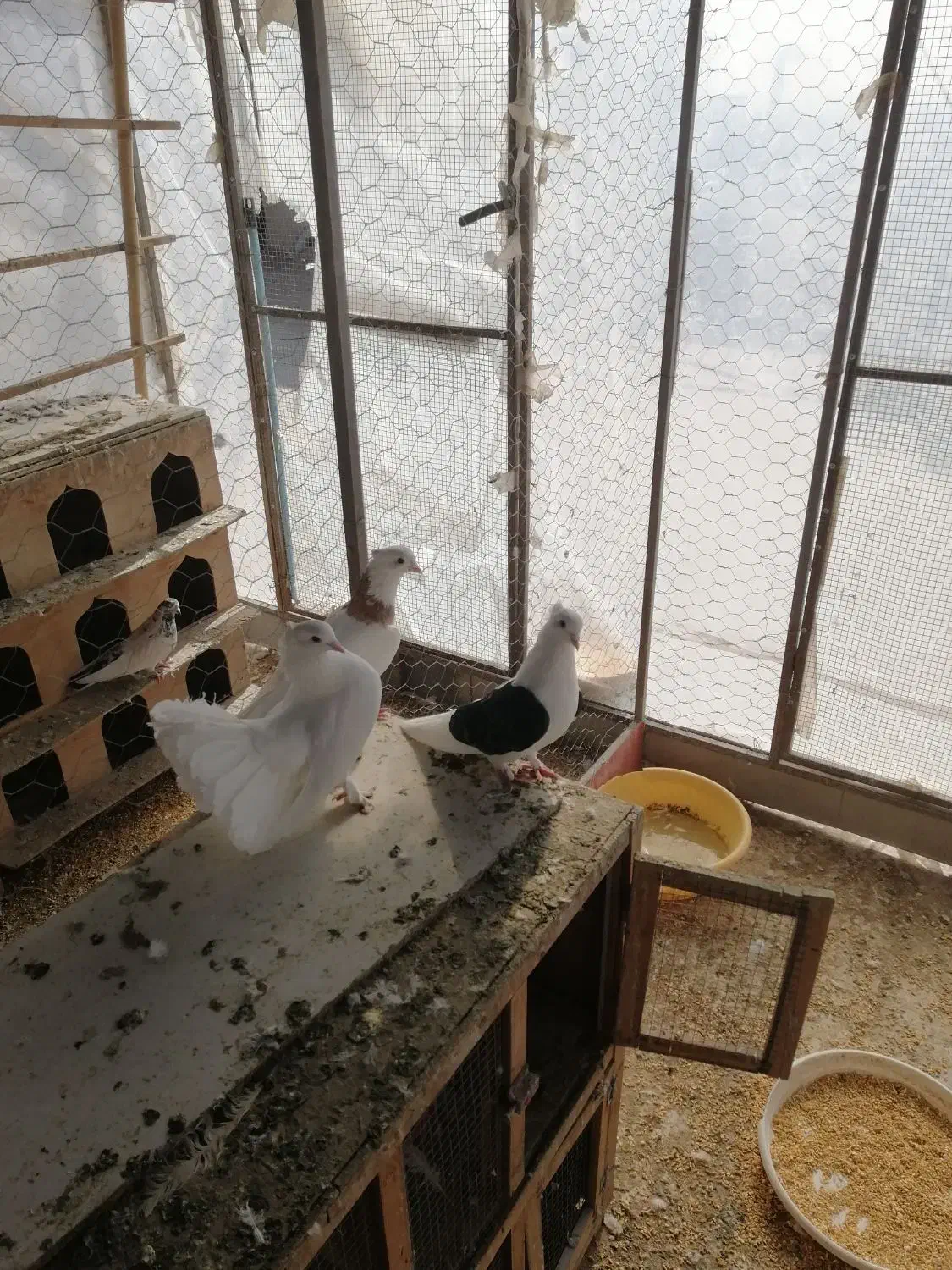 کفتر|پرنده|تهران, اقدسیه|دیوار