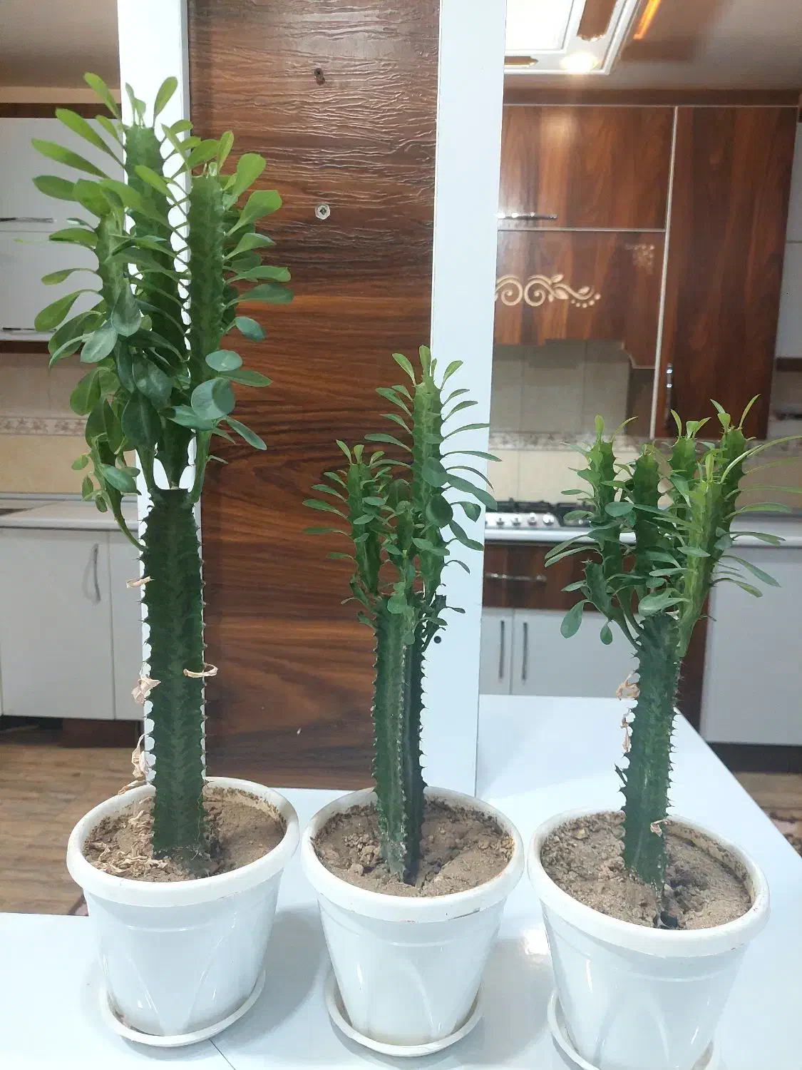 گل افوربیا سبز|گل و گیاه طبیعی|نهاوند, |دیوار