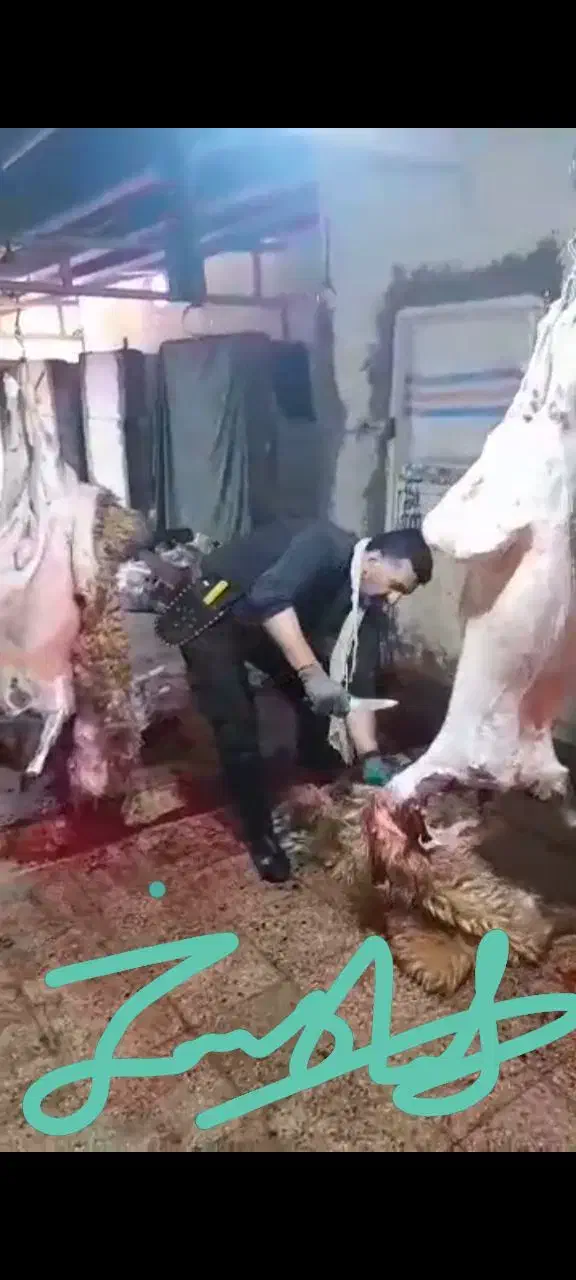 ذبح دام// گوسفند//گوساله زنده|حیوانات مزرعه|رودهن, |دیوار