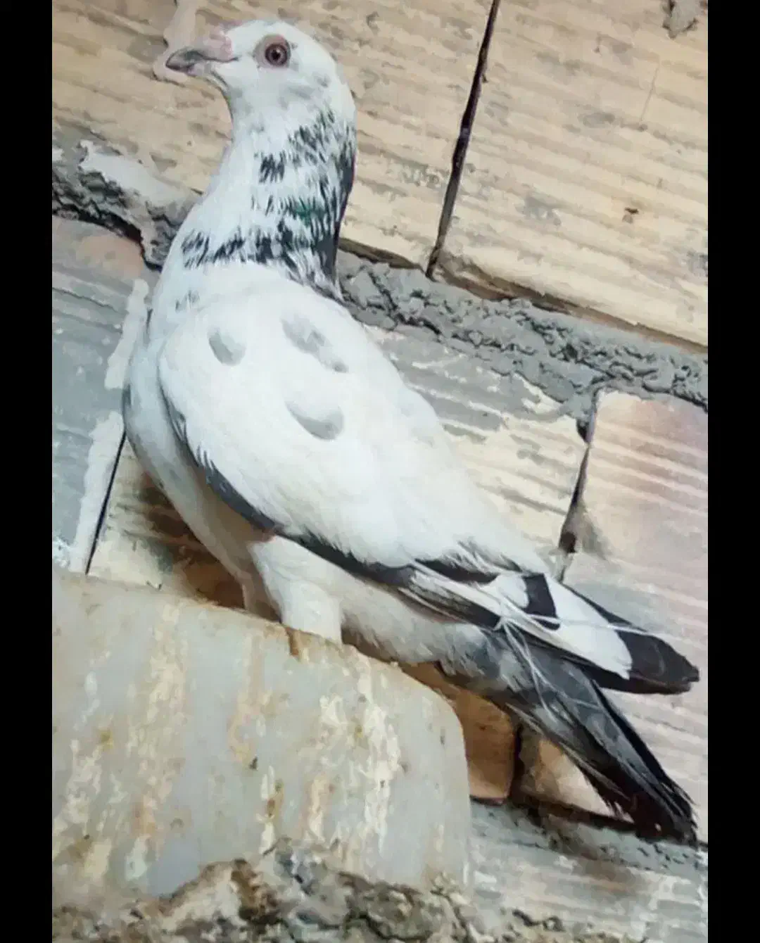 نر جوقی پرنده|پرنده|زابل, |دیوار