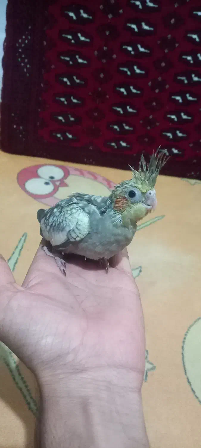 عروس هلندی|پرنده|صومعهسرا, |دیوار