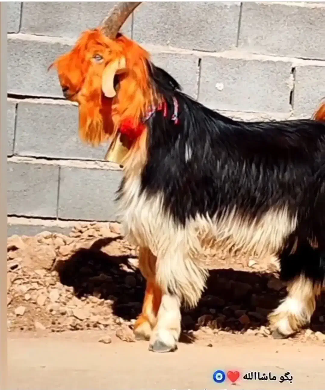 درود فروش این نمونه کهره خریدار|حیوانات مزرعه|شهرکرد, |دیوار