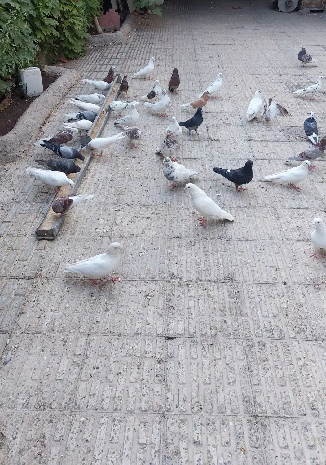 کبوتر  فروشی|پرنده|هشتگرد, هیو|دیوار