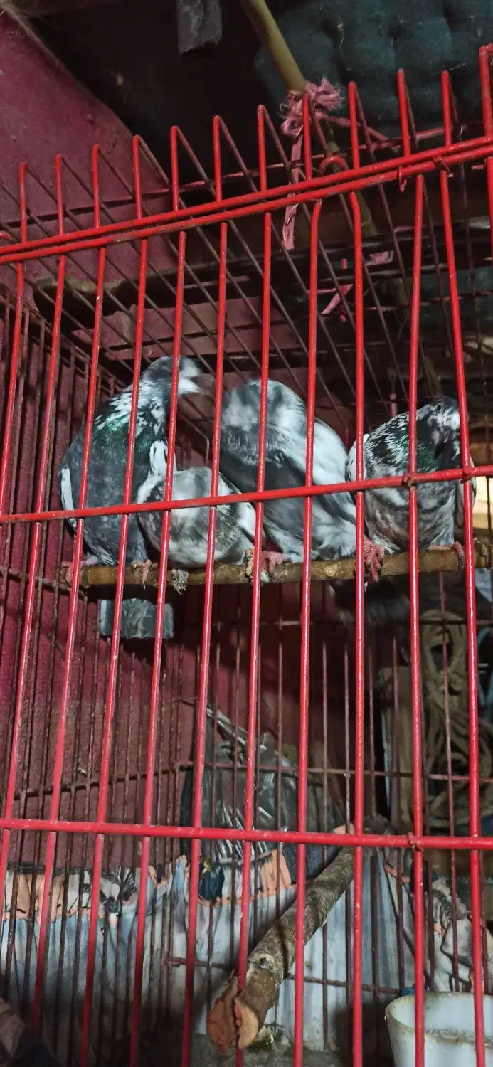 پرنده|پرنده|لاهیجان, بازکیاگوراب|دیوار