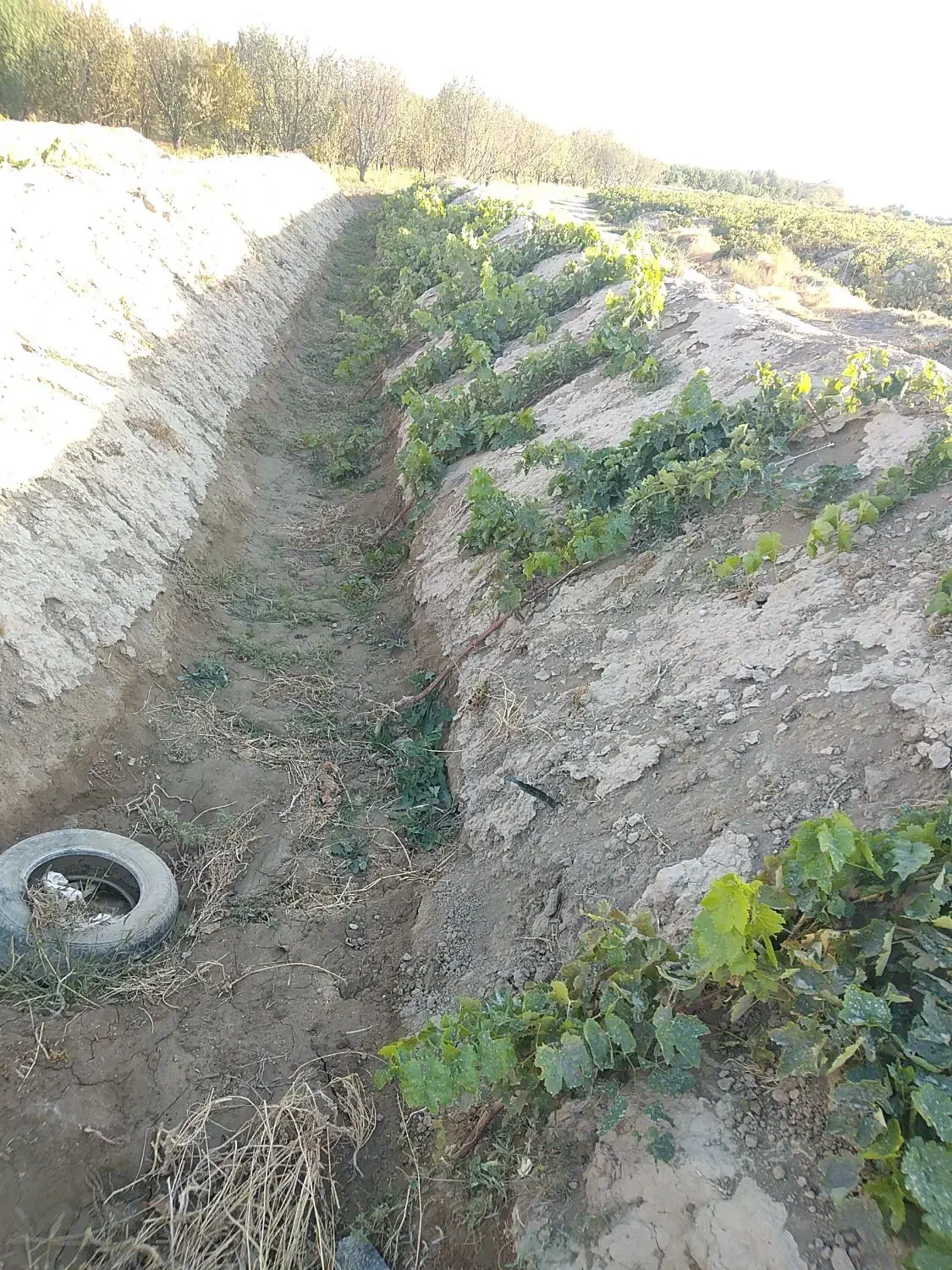 فروش باغ انگور|فروش زمین و ملک کلنگی|چهاربرج, |دیوار