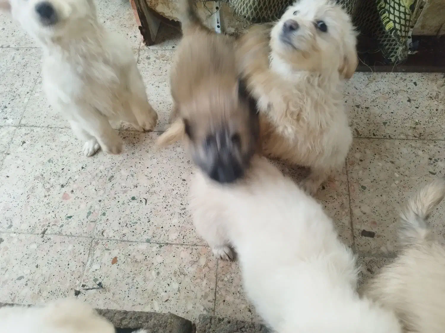 خانواده|سگ|رویان, |دیوار