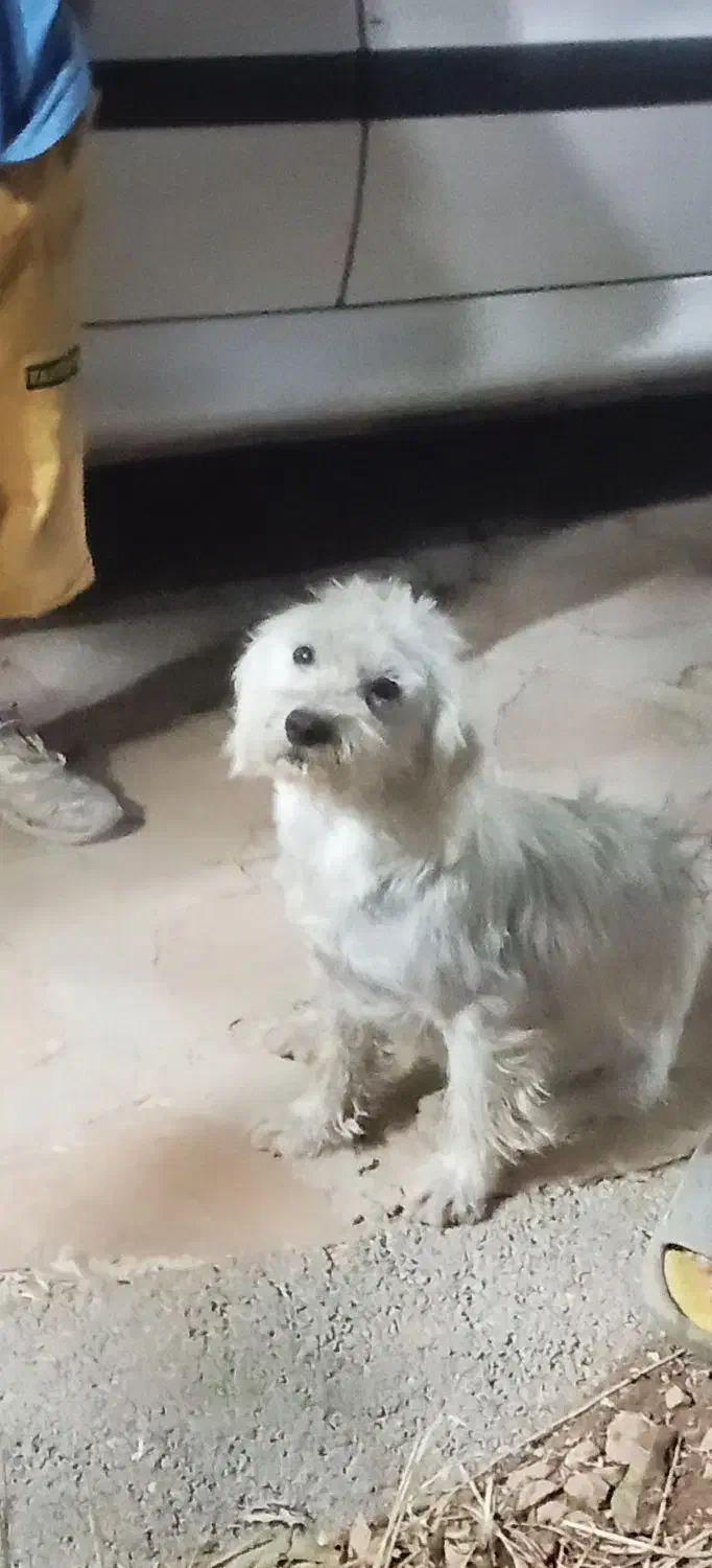 سگ شیتزو|سگ|ایوان, |دیوار