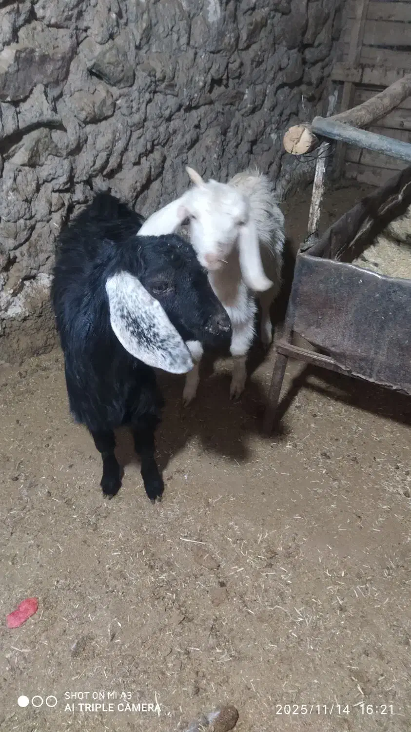 بزغاله ماده|حیوانات مزرعه|بیرجند, |دیوار