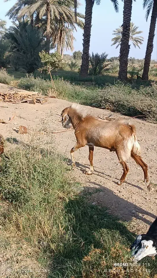 زمین کشاورزی۲هکتار بعد از فرودگاه روبرو باغ نجاتی|فروش دفتر صنعتی، کشاورزی، تجاری|جیرفت, |دیوار