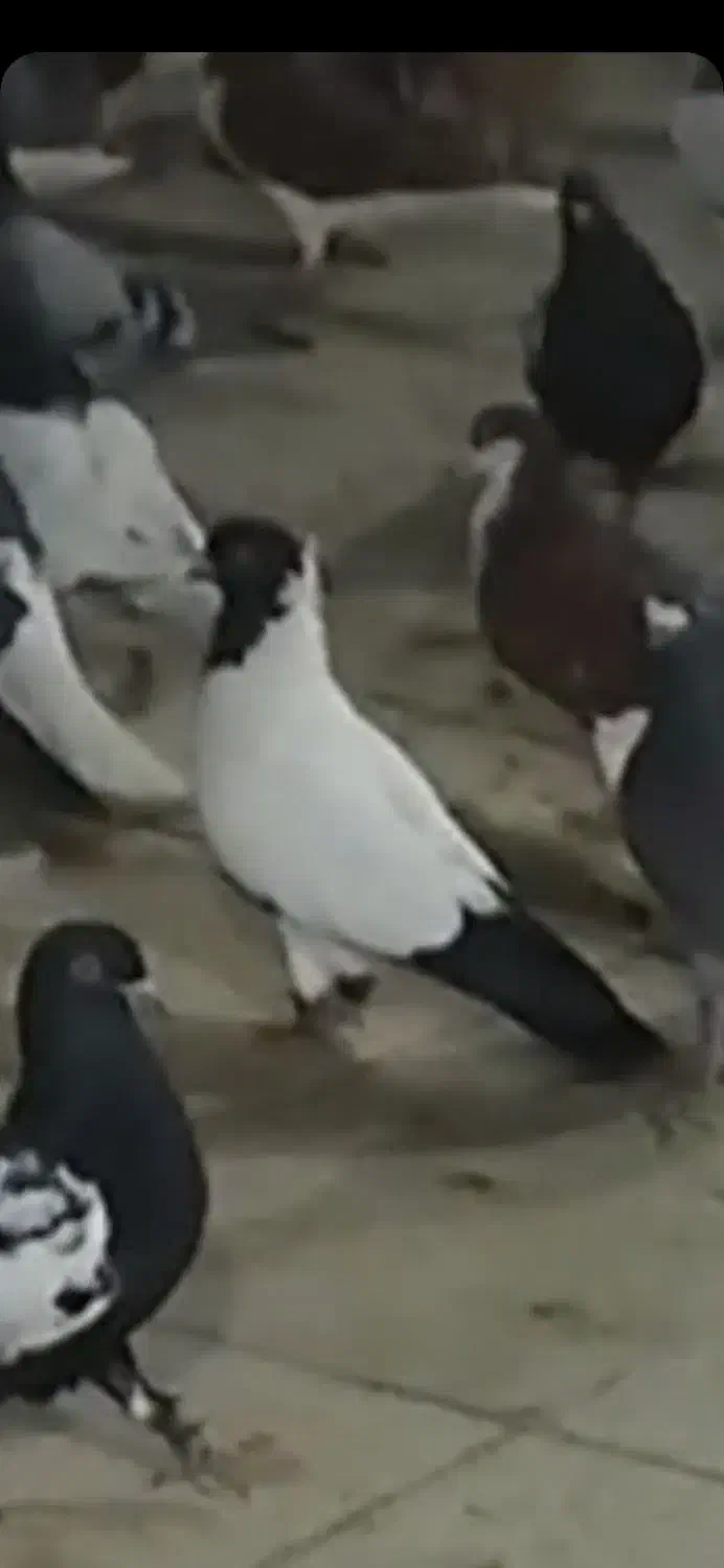 گم شده در فلسطین|حیوانات|سبزوار, رضوی|دیوار