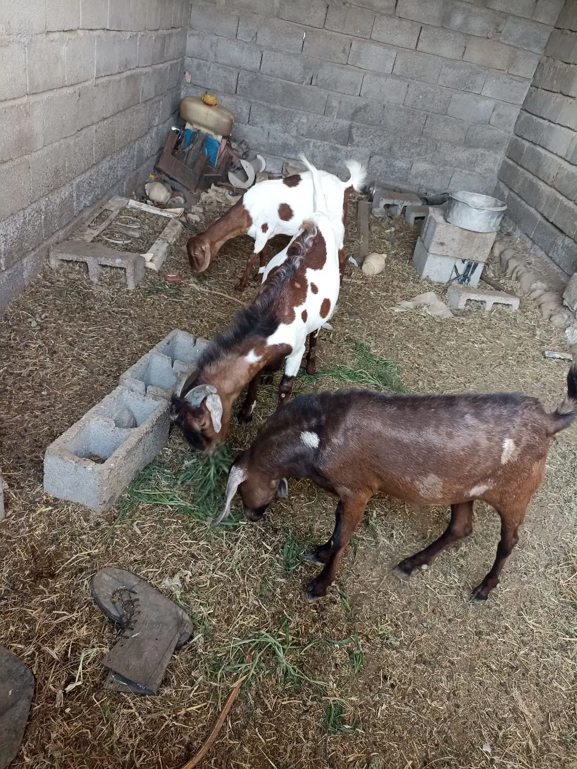 سه عدد کهره دوتا نر چپشت یکی‌ ماده کیسه|حیوانات مزرعه|میناب, |دیوار