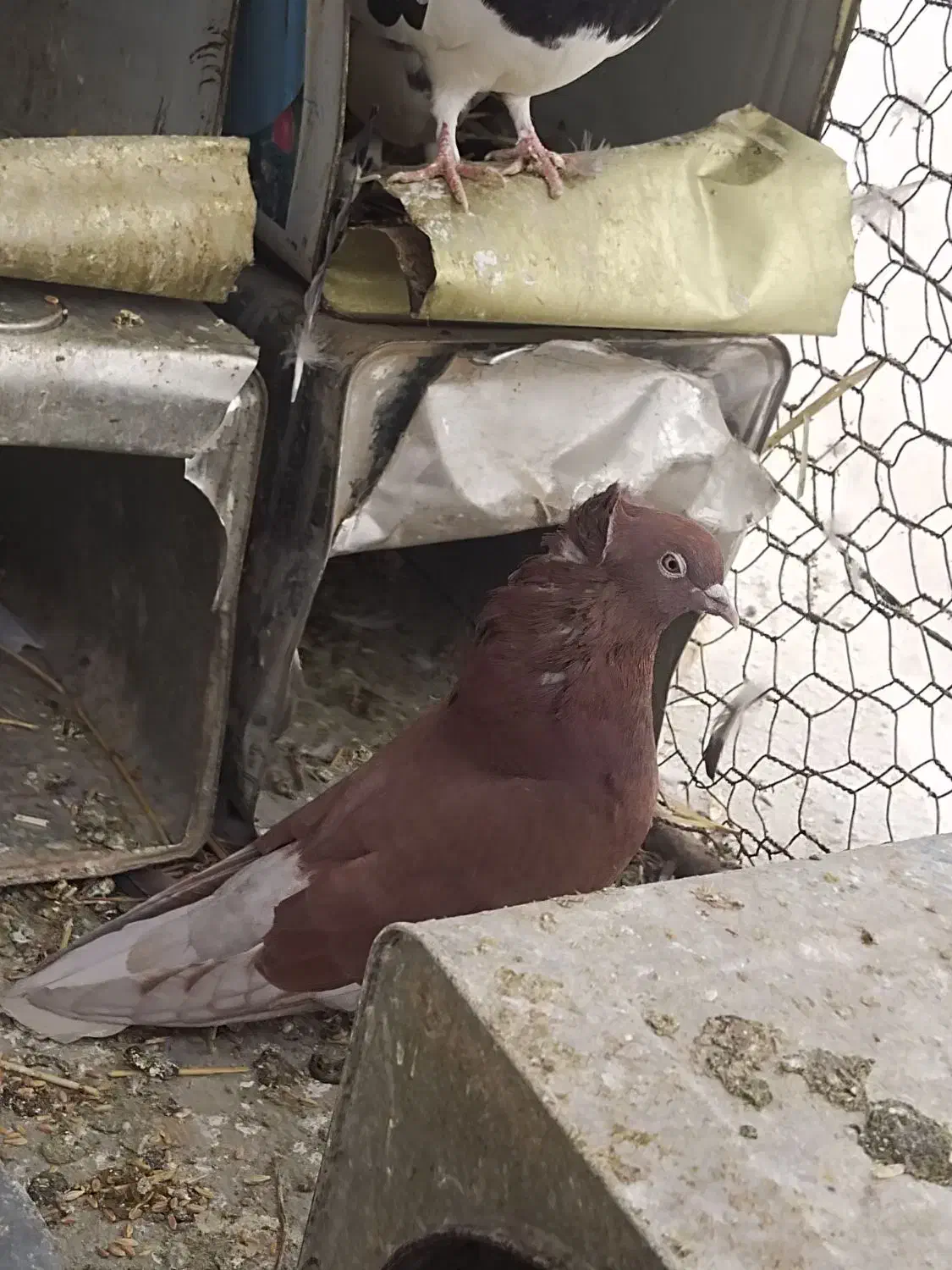 کبوتر|پرنده|هرند, |دیوار