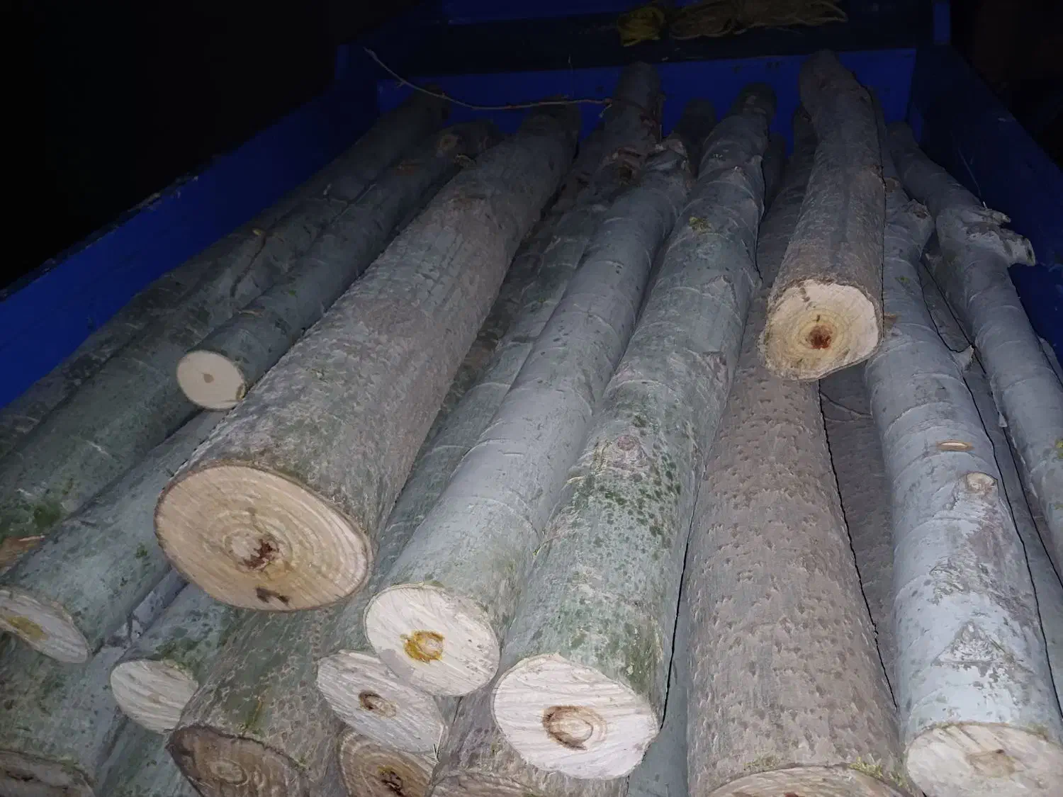 خرید انواع چوب ضایعات نوپان صنعتی|خدمات باغبانی و درختکاری|گلبهار, شهر جدید گلبهار|دیوار