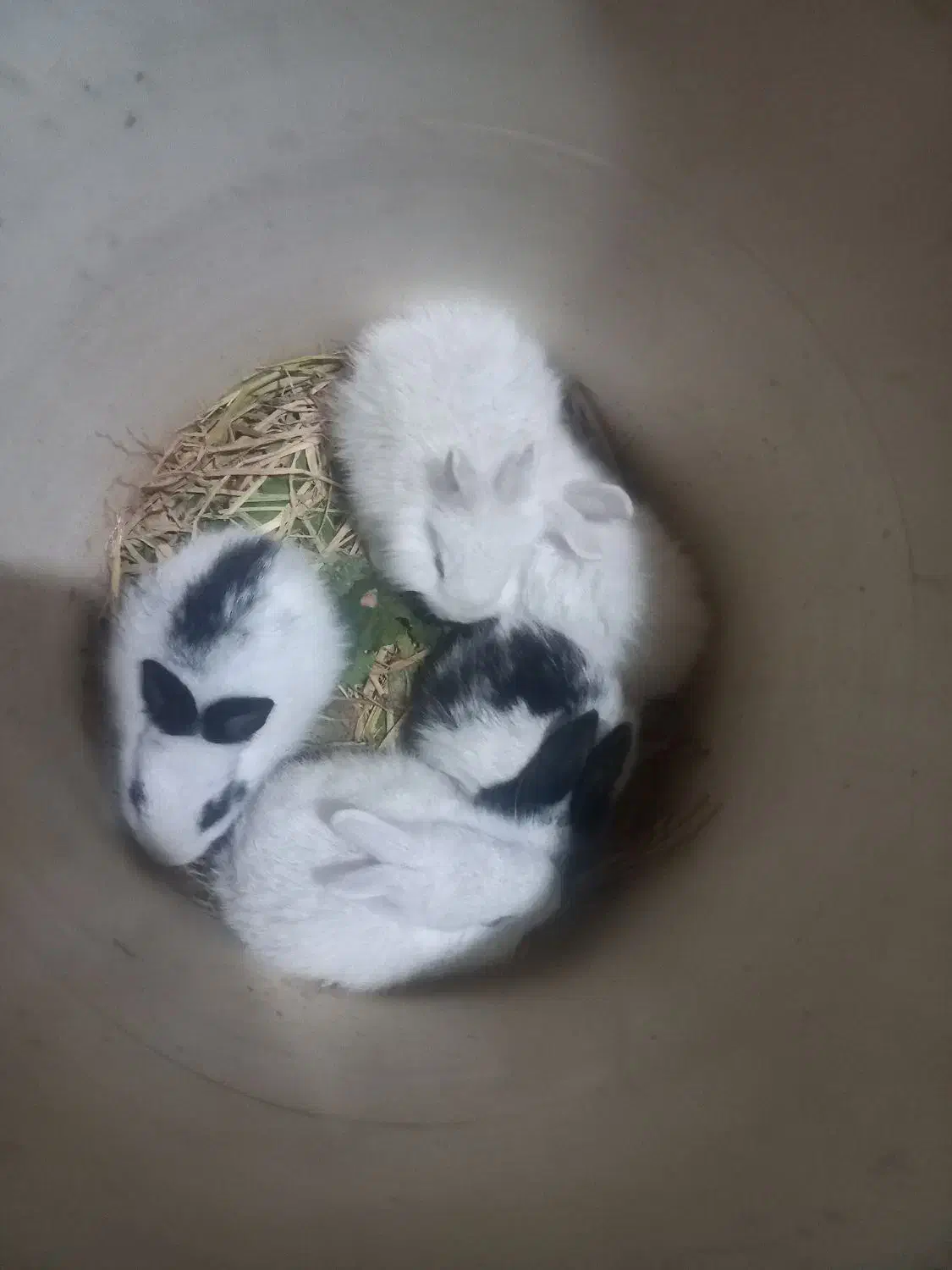 بچه خرگوش|موش و خرگوش|آزادشهر, |دیوار