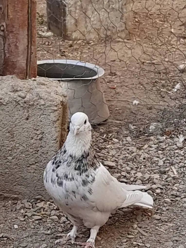 کفتر طوقی|پرنده|نی‌ریز, |دیوار