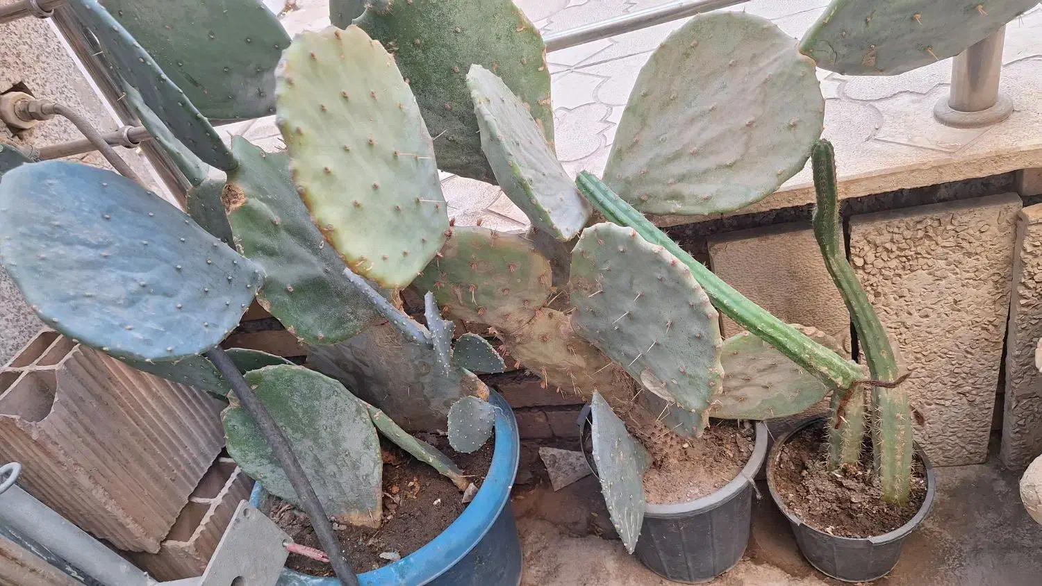 گلدان لاکی کار کرده تمیز|گل و گیاه طبیعی|نیشابور, مدرس|دیوار