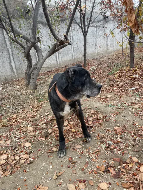 سگ سرابی|سگ|رباطکریم, نوده|دیوار