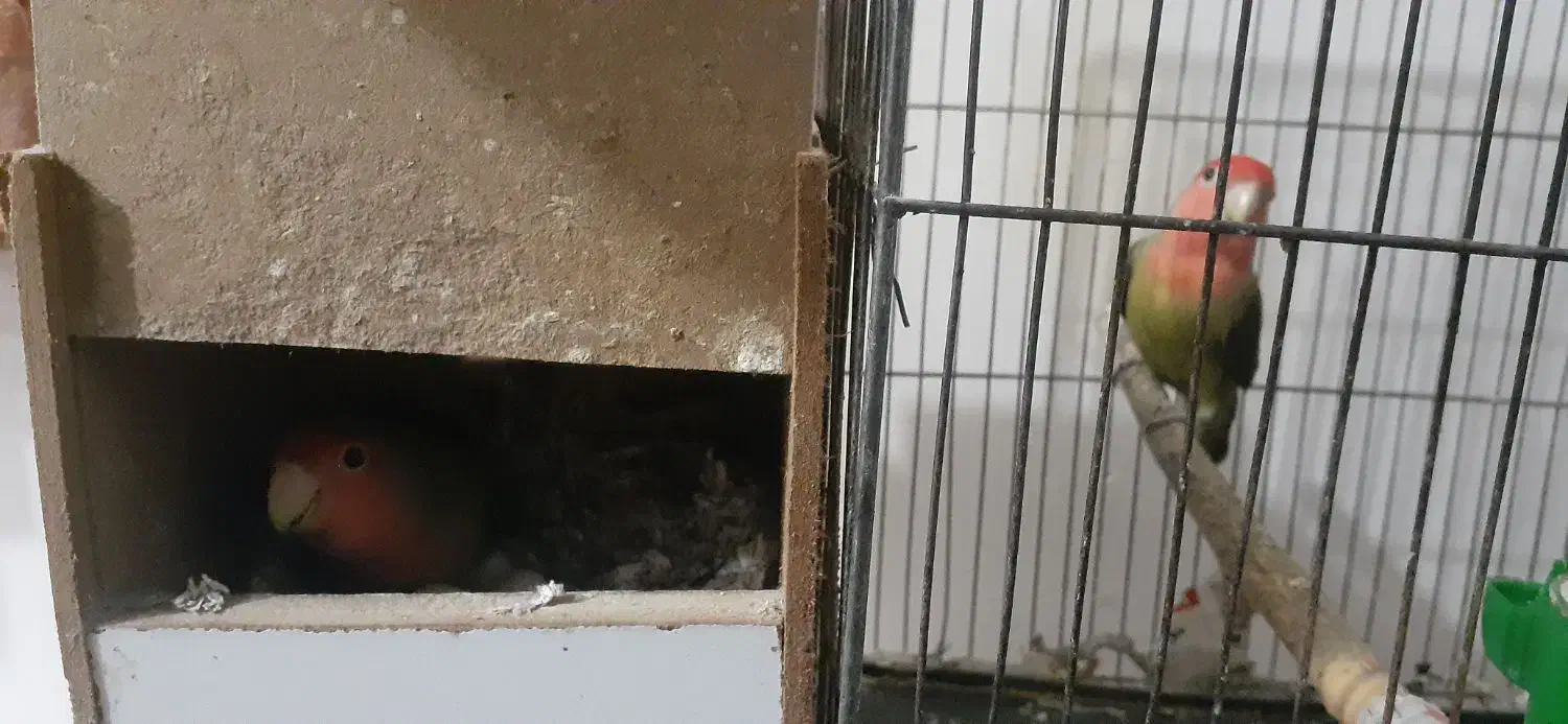 کوتوله مولد تخم گزار|پرنده|آق قلا, |دیوار