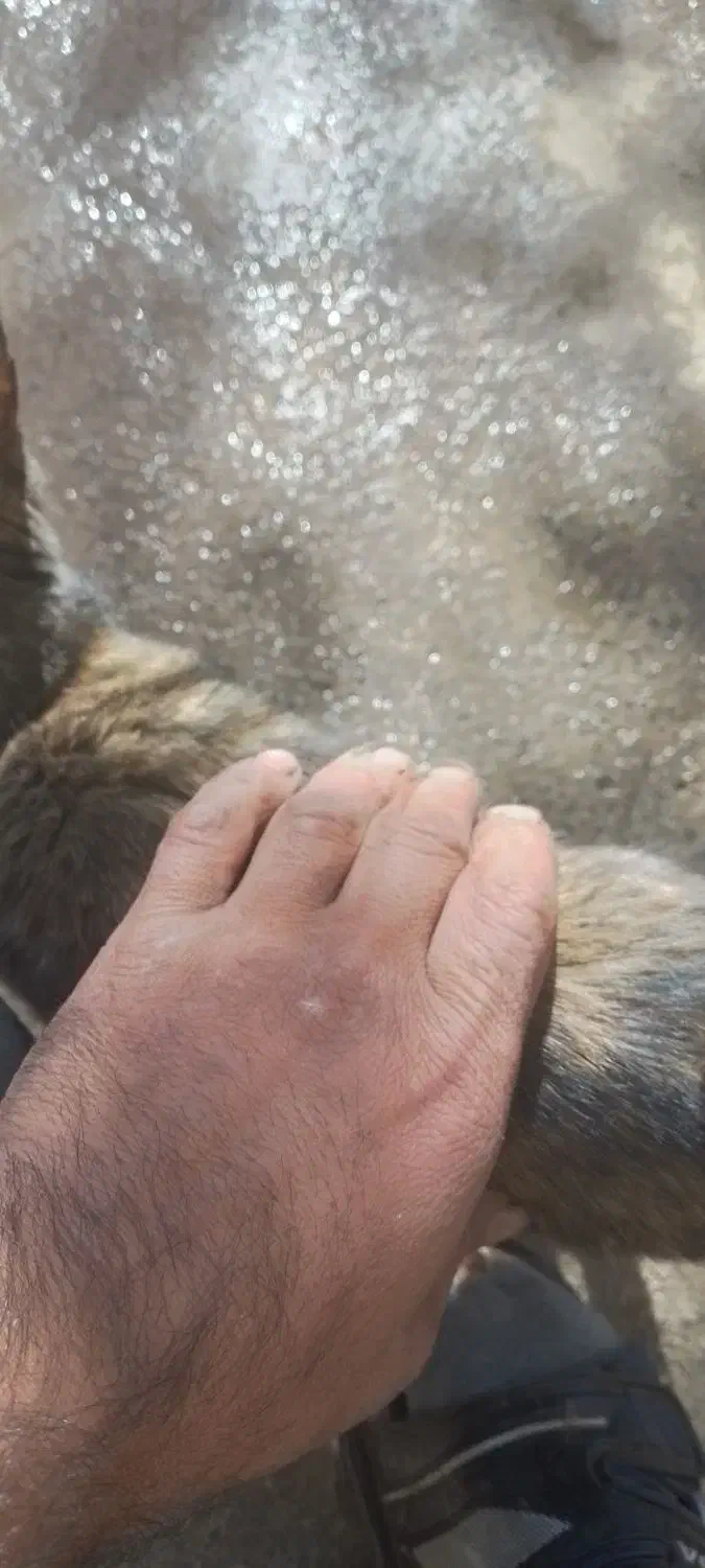 توله گربه|گربه|خمین, |دیوار