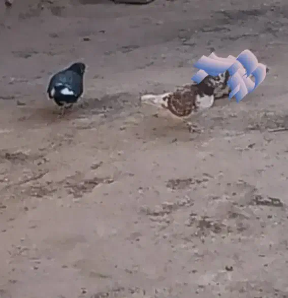 کبوتر پرشی|پرنده|شراء, |دیوار