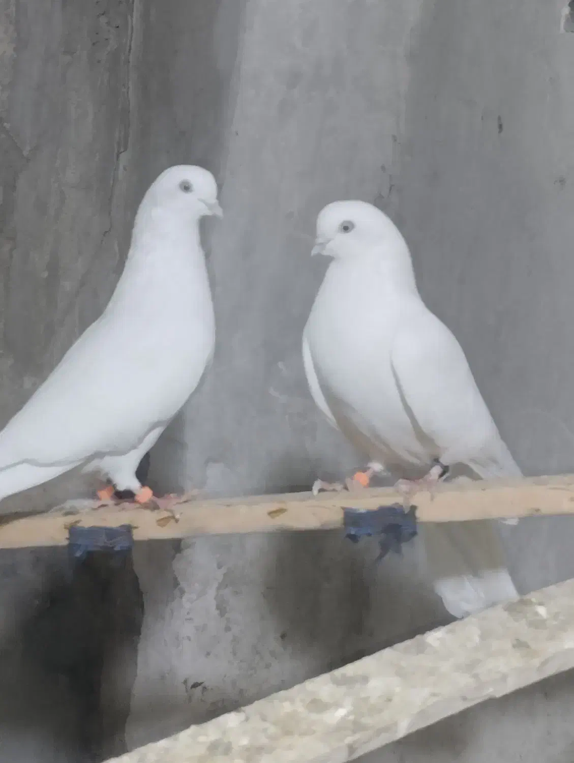 یک جفت کبوتر سفید|پرنده|نقده, |دیوار
