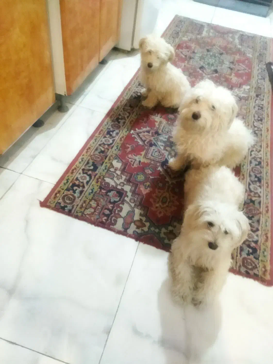 شیتزو|سگ|تبریز, |دیوار