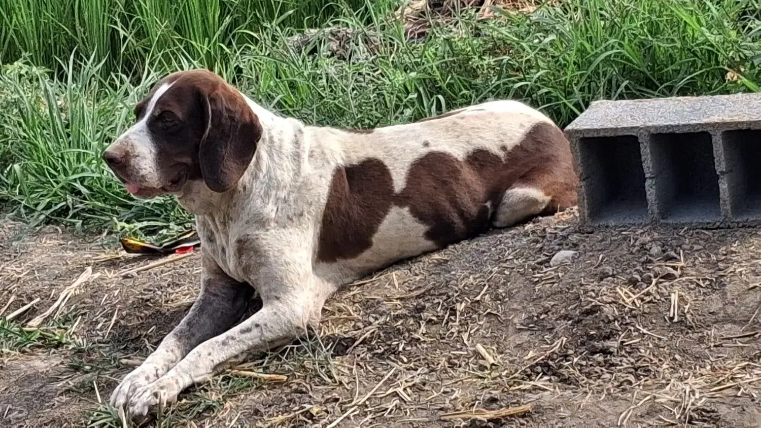 توله شکاری|سگ|ینقاق, |دیوار