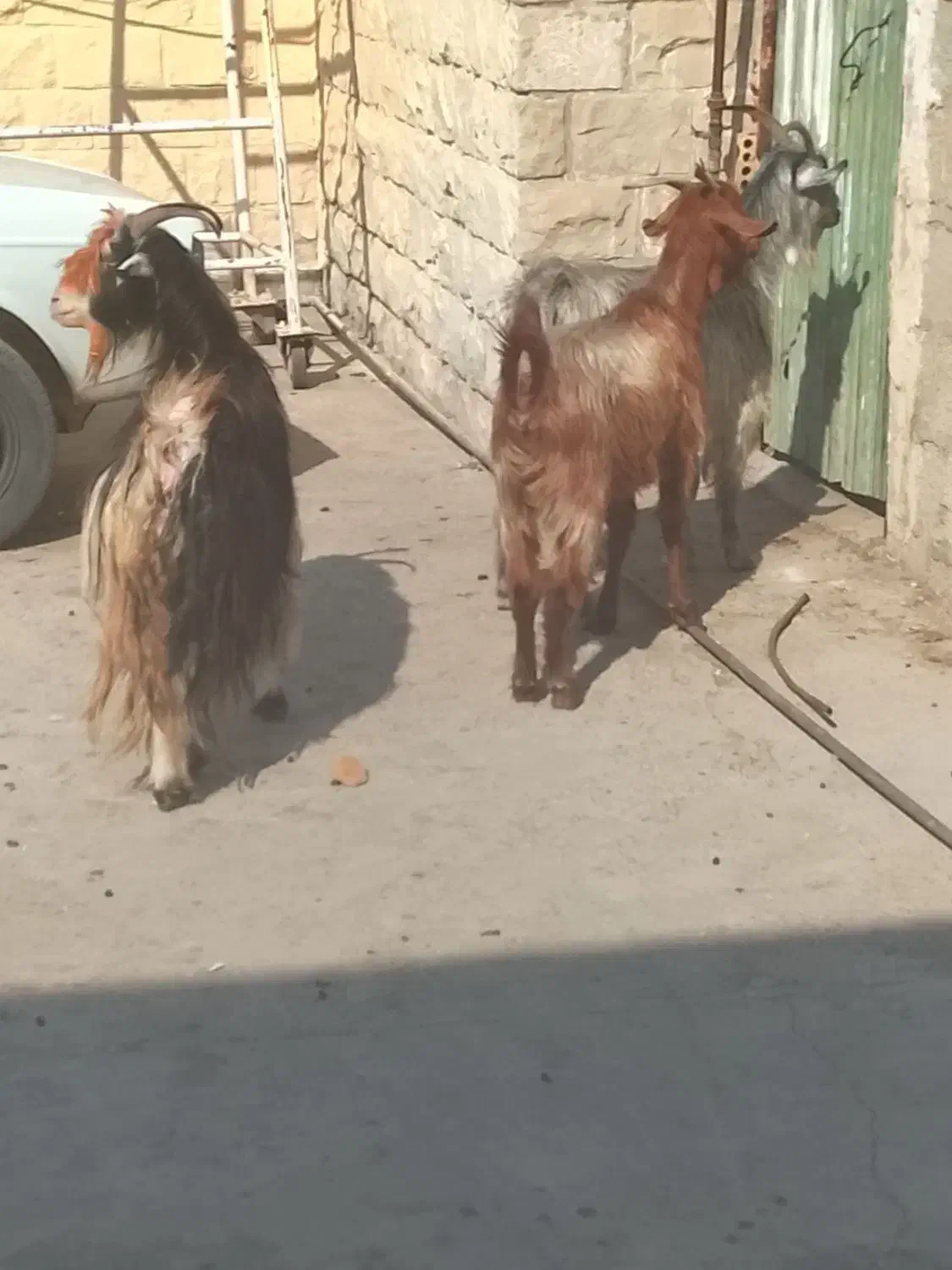 بز جوان بگون سه تا قیمت ۲۷میلیون|حیوانات مزرعه|مسجد سلیمان, |دیوار