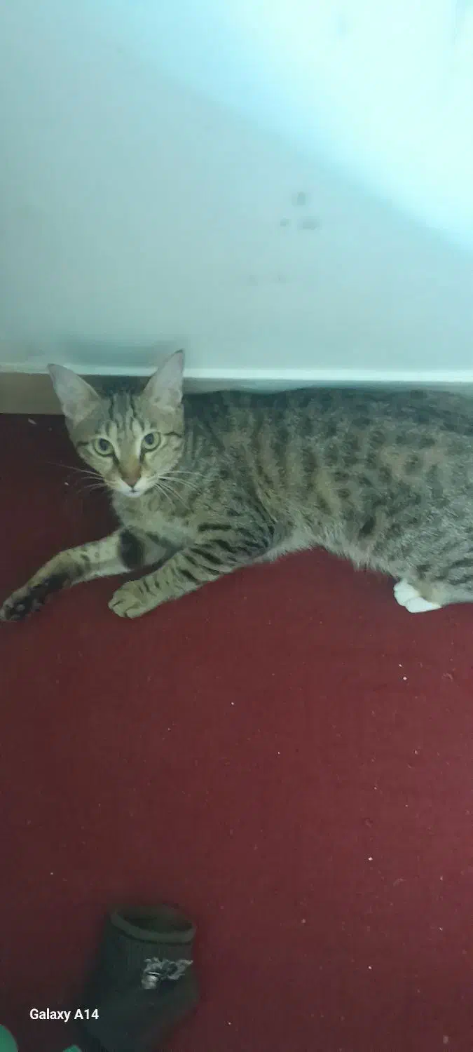 واگذاری گربه رایگان|گربه|مشکیندشت, |دیوار