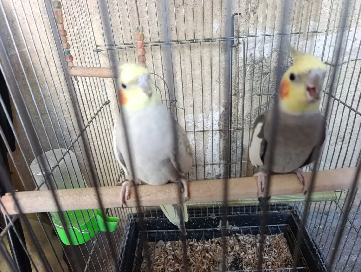 عروس هلندی|پرنده|صحنه, |دیوار