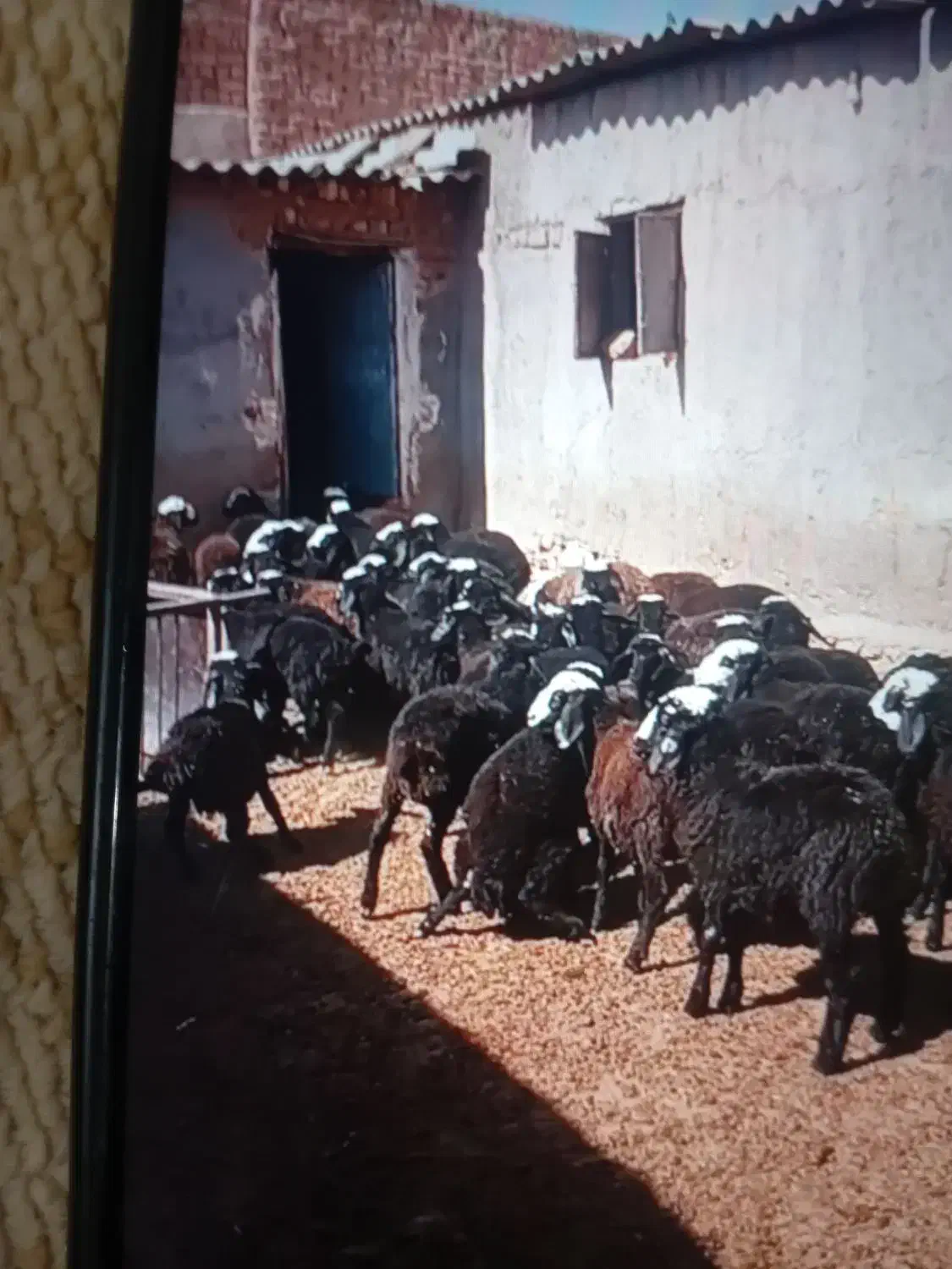 فروش قوچ بره نر میش|حیوانات مزرعه|رزن, |دیوار