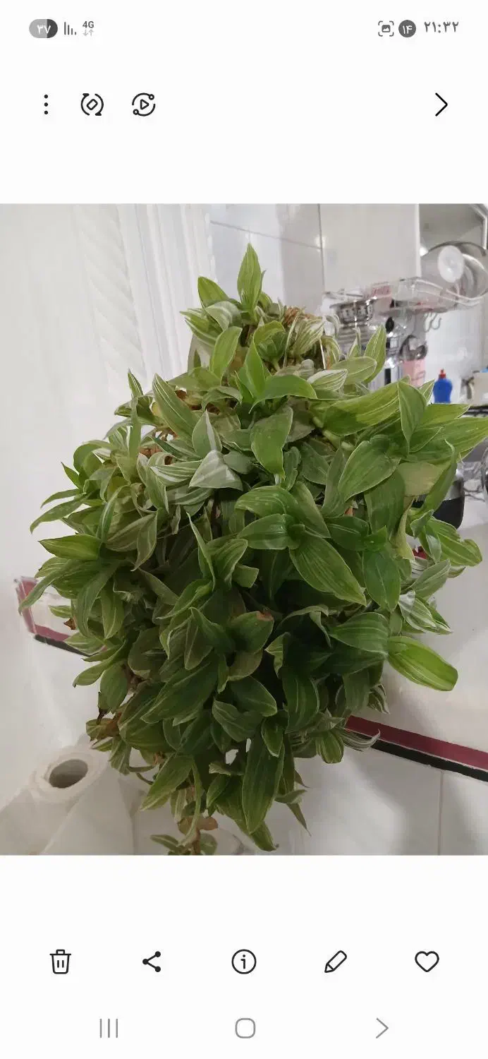 گلباران|گل و گیاه طبیعی|الشتر, |دیوار