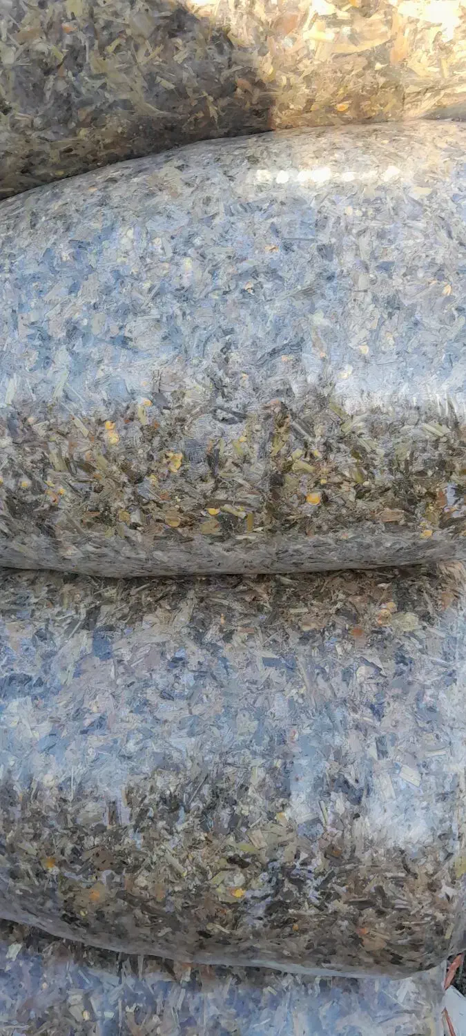 فروش ذرت علوفه یی|عمده‌فروشی|فاضل آباد, |دیوار