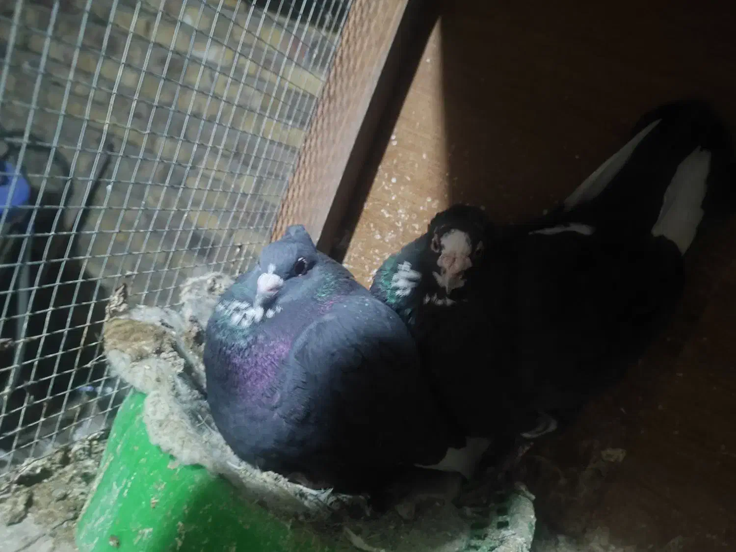 سیاه پلنگ|حیوانات|رفسنجان, |دیوار