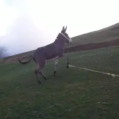 حیوان مزرعه|حیوانات مزرعه|گرمی, |دیوار