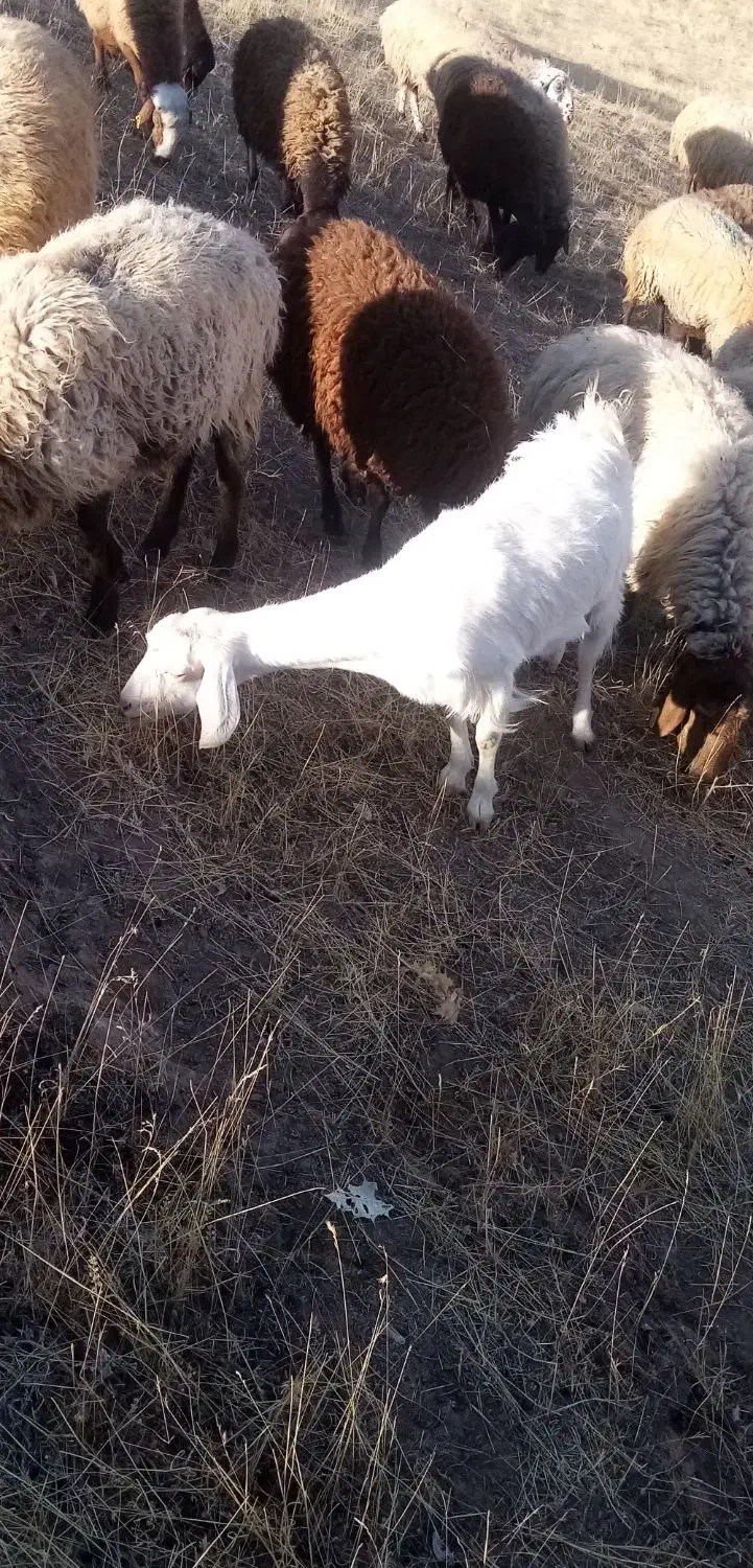 بز سانن ونر بز سانن|حیوانات مزرعه|درگز, |دیوار